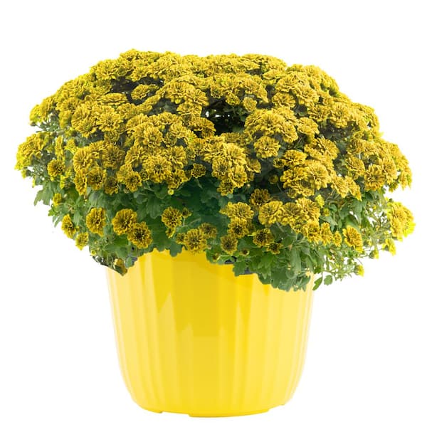 Costa Farms Yellow Ready to Bloom Fall Chrysanthemum Outdoor Plant in 3 qt. Yellow Decor Pot, Avg. Shipping Height 1-2 ft.