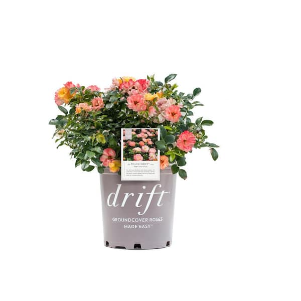 2 Gal. Peach Drift Rose Bush with Pink-Orange Flowers