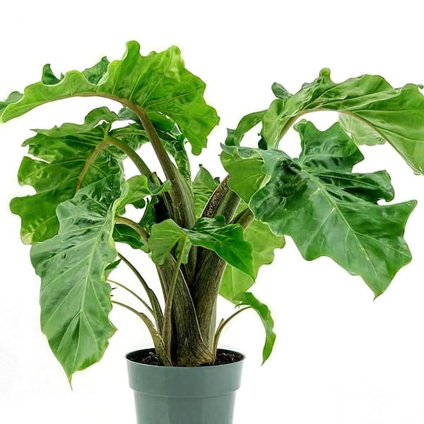 national PLANT NETWORK 4 in. Alocasia Low Rider Plant in Grower Container (3-Pack)