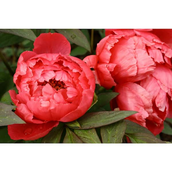 BELL NURSERY 2 Gal. Peony Red Live Perennial Plant (1-Pack