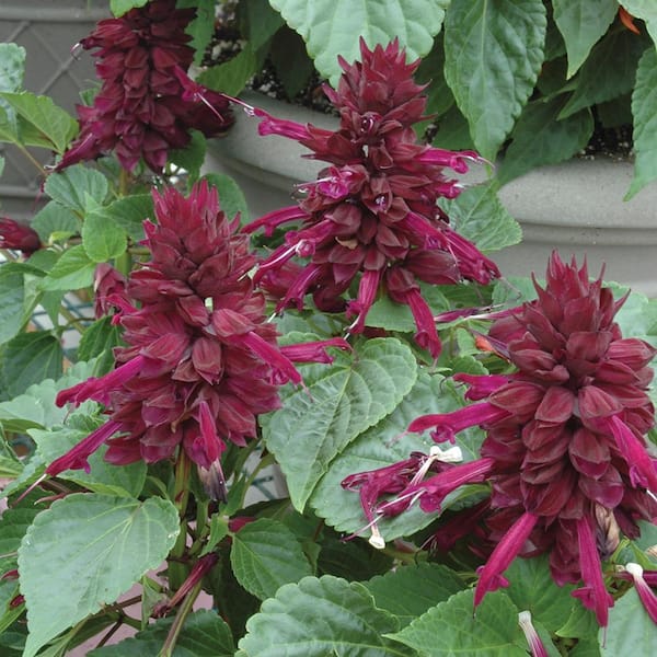 4.5 in. Blue and Purple Sage Plant