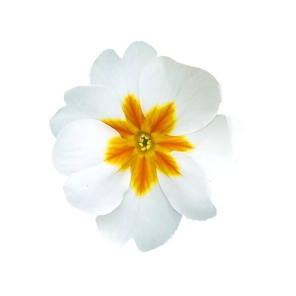 Unbranded. 6 PK Primula Mix Annual Plant with Assorted Flowers (1