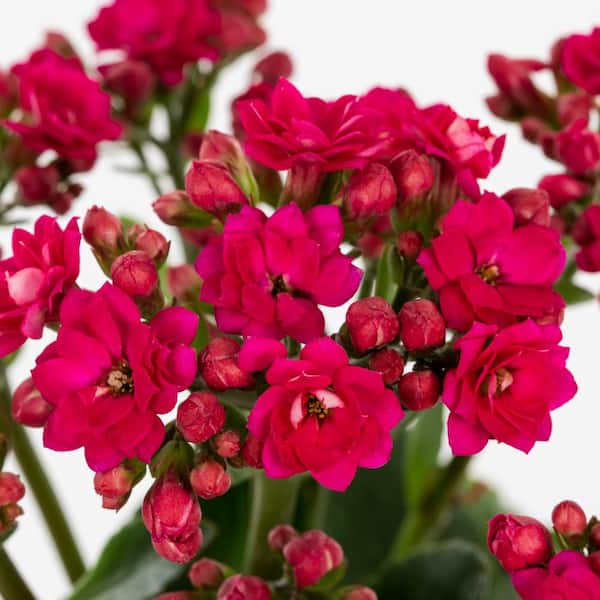 Vigoro 1.5 PT Kalanchoe Calandiva Mikeno' Pink Annual Plant