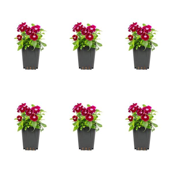 METROLINA GREENHOUSES 1 Pt. Dianthus Purple Annual Plant (6-Pack)