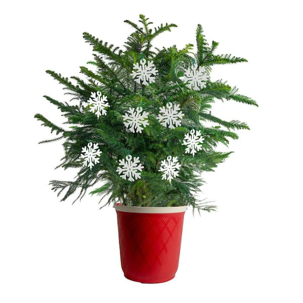 Norfolk Island Pine Indoor Holiday Plant in 10 in. Red Decor Pot, Avg. Shipping Height 3 ft. Tall