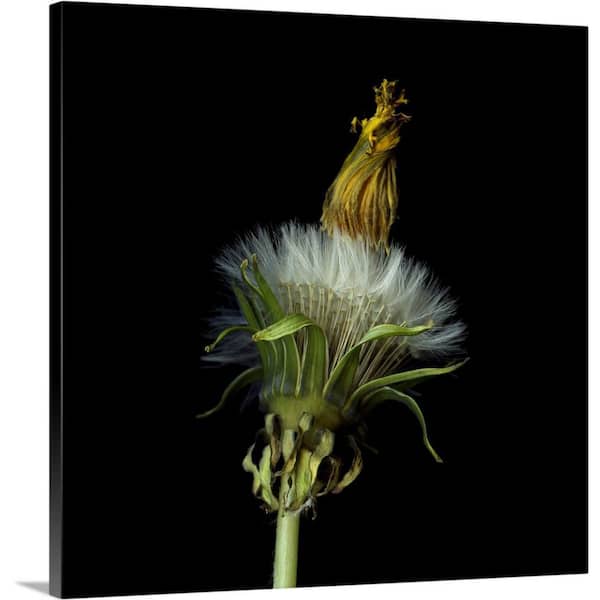 GreatBigCanvas "Pisenlit II" by Magda Indigo Canvas Wall Art