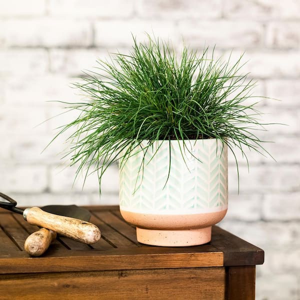 2.5 Qt. Green Elijah Blue Fescue Perennial Perennial Plant
