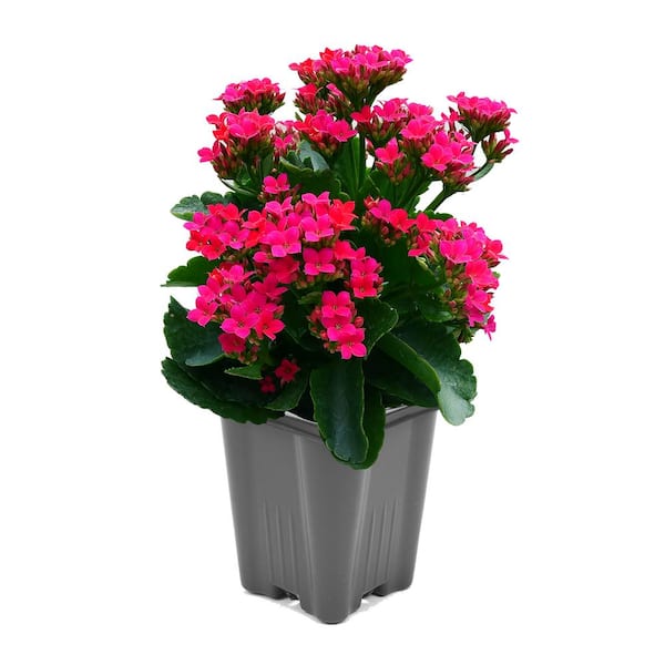 Vigoro 1 Qt. Kalanchoe Lican Pink Live Annual Plant (1-Pack)