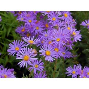 8 in. Aster Live Flowering Full Sun Perennial Plant with Purple Flowers (2-Pack)