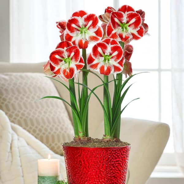 Breck's Samba Amaryllis Duo Holiday Gift Kit in Decorative Pot - Pre-Planted Bulb in a 8 in. Dia Pot