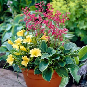 Assorted Colors Perennial Patio Container Collection Roots (3-Pack)