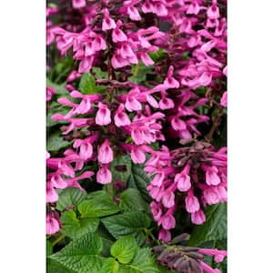 4.25 in. Eco+Grande, Unplugged Pink (Salvia) Live Plant, Pink Flowers (4-Pack)