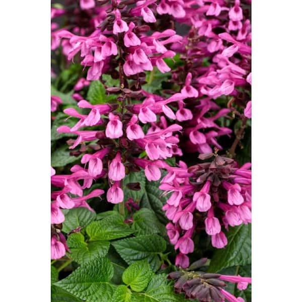 PROVEN WINNERS 4.25 in. Eco+Grande, Unplugged Pink (Salvia) Live Plant, Pink Flowers (4-Pack)