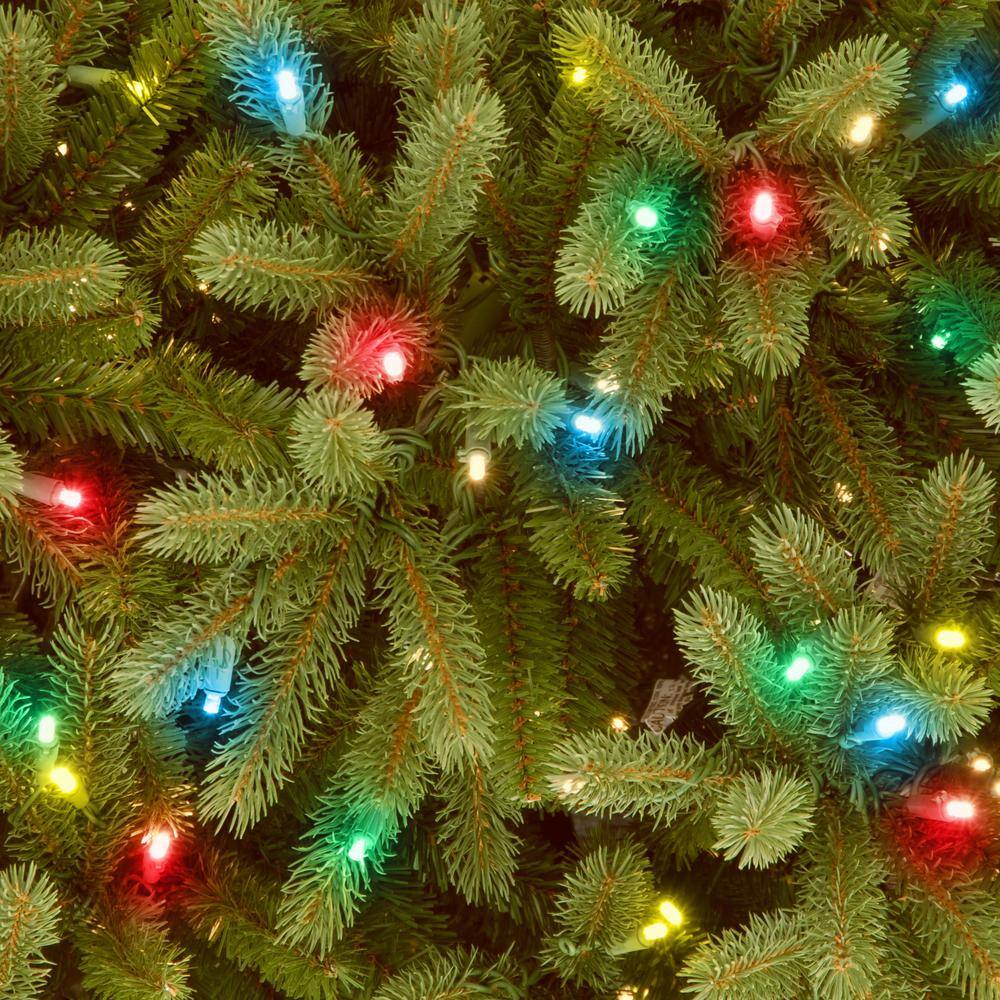 6.5' Green Prelit Jersey Fraser Fir Christmas Tree with Multicolor Lights