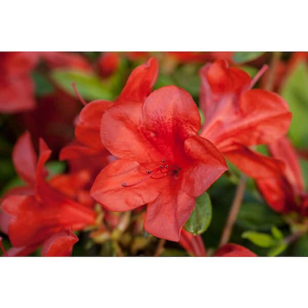 ENCORE AZALEA 1 Gal. Autumn Bravo - Red Multi-Season Re ENCORE AZALEA 1 Gal. Autumn Bravo - Red Multi-Season Re