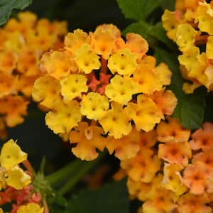 2.5 in Lantana, Bloomify Orange Annual Plant (3-Piece)