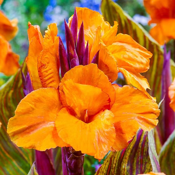 Breck's Phasion Giant Variegated Canna Lily Bulbs, Orange Flowers (3