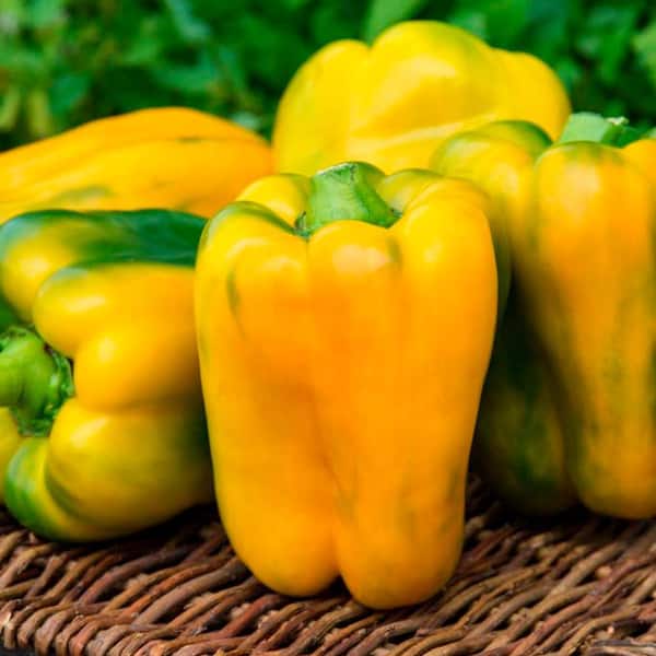 2 in. Pot Sweet Pepper Mega Gold Hybrid Vegetable Plant