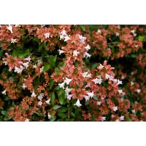 2 Gal. Rosy Charm Abelia Plant that Blooms with Masses of Fragrant Rosey Pink Flowers