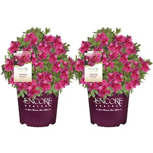 1 Gal. Autumn Rouge Shrub with Bright Pink Flowers (2-pack)