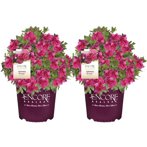 ENCORE AZALEA 1 Gal. Autumn Rouge Shrub with Bright Pink Flowers (2-pack)