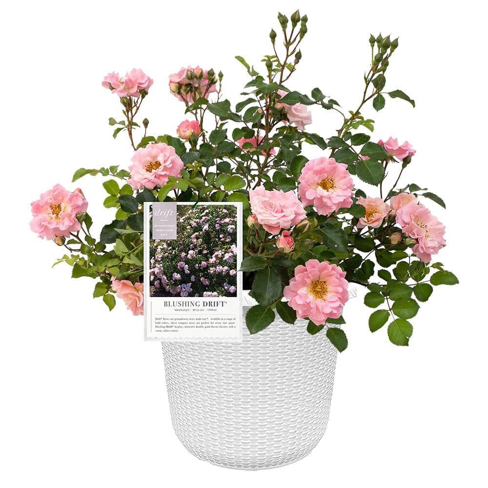 Drift 2 Gal. Blushing Rose Plant with Soft Pink Flowers in