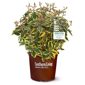 2 Gal. Olive Martini Elaeagnus Shrub with Green and Gold Foliage