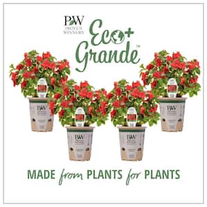 4.25 in. Eco+Grande, Soprano Bright Red (Impatiens), Live Plant, Red Flowers (4-Pack)