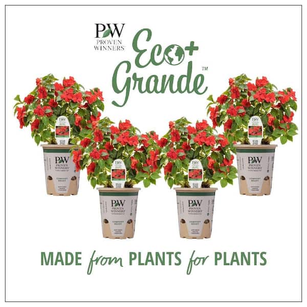 PROVEN WINNERS 4.25 in. Eco+Grande, Soprano Bright Red (Impatiens), Live Plant, Red Flowers (4-Pack)
