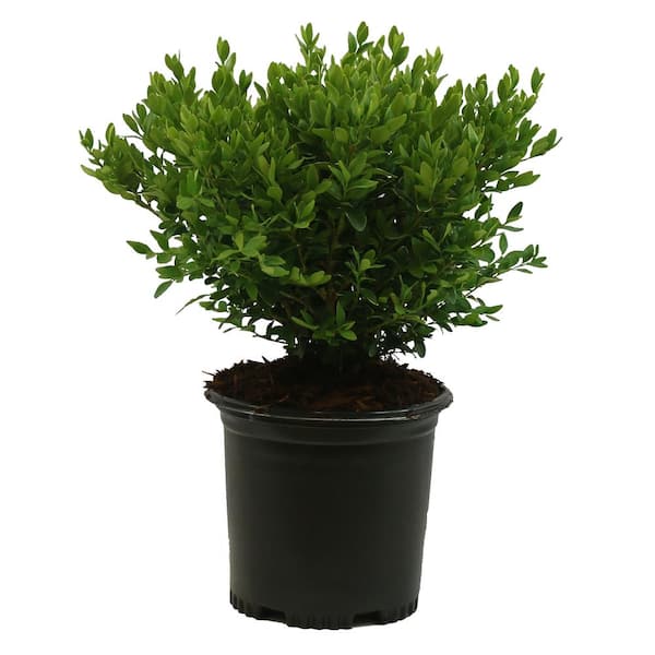 Unbranded 2.5 Qt. Buxus Green Velvet #1 - Shrub