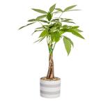 Pachira, Money Tree Plant in 5 in. Premium Ceramic