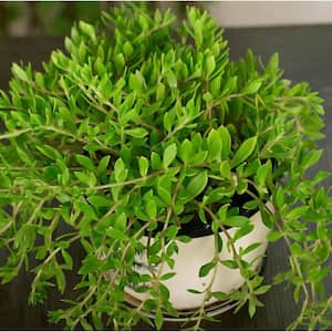 Gold Moss Stonecrop Spreading Plant (3-Pack)