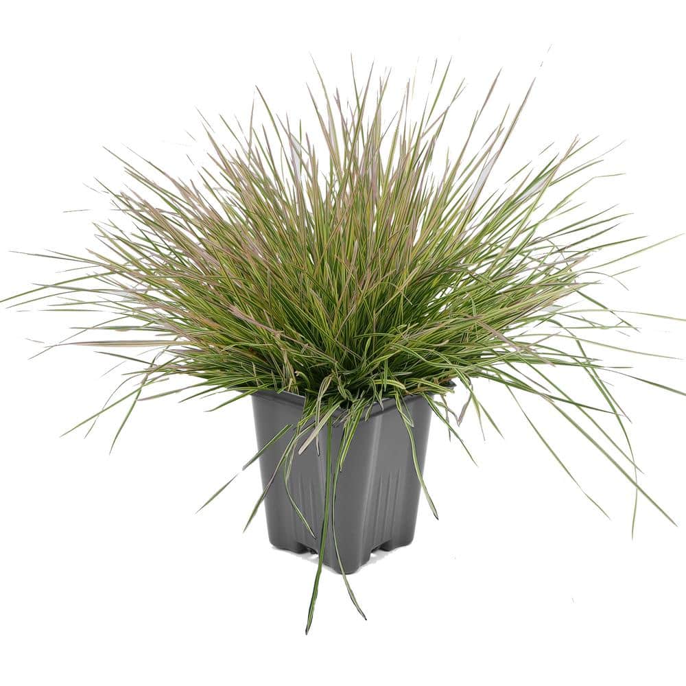 1.0 qt. Perennial Grass Deschampsia Northern Lights