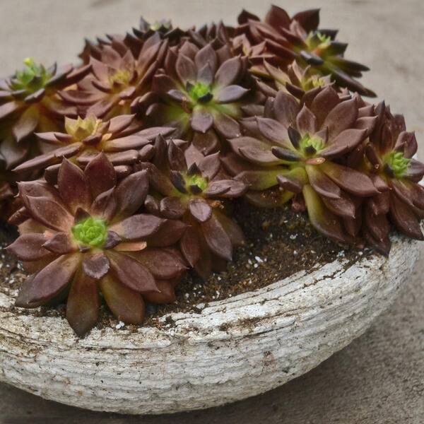 national PLANT NETWORK 4 in. Echeveria Serrana Plant (3-Pack