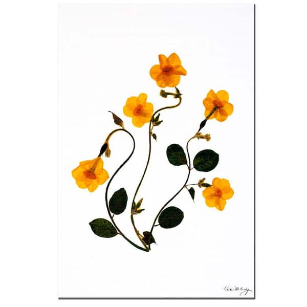 Trademark Fine Art 24 in. x 16 in. Dancing Daffodils Canvas Art