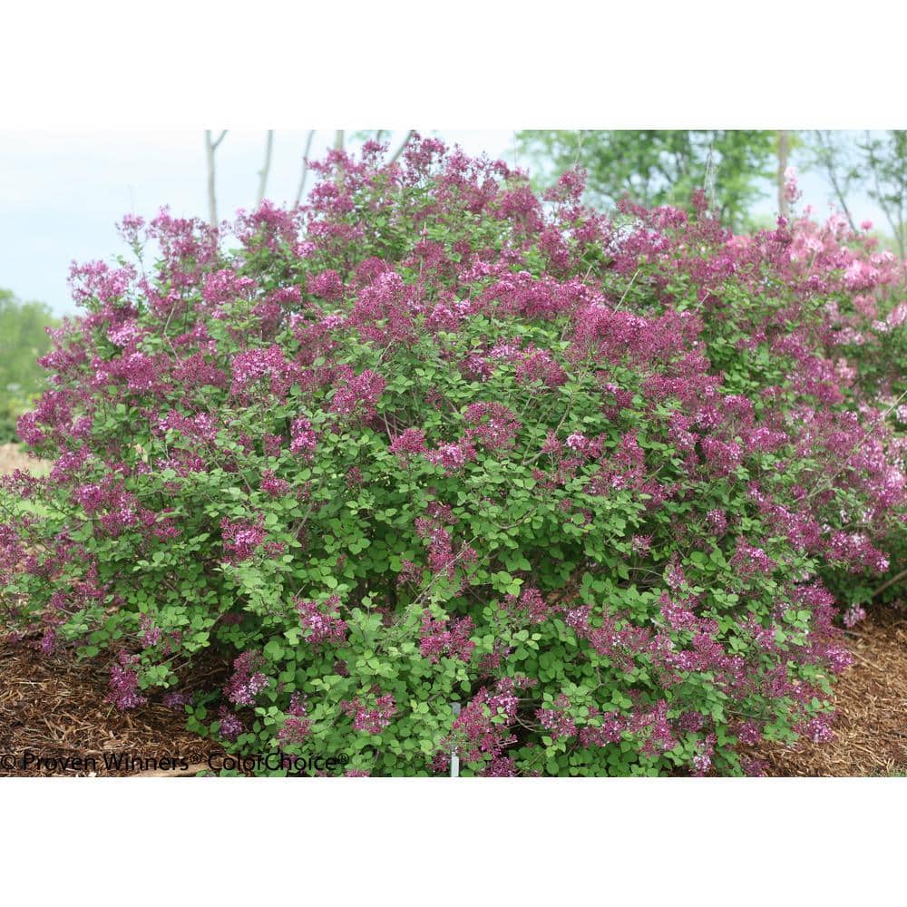 4.5 in. Dark Purple Reblooming Lilac Live Shrub