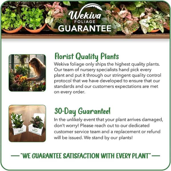 Wekiva Foliage Pink Hortensia Plant-Live Plants in 6 Inch