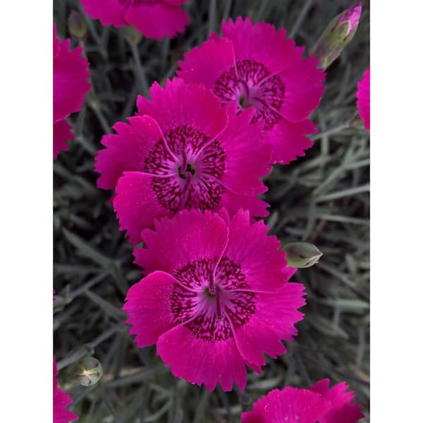 Unbranded Perennial Dianthus Neon Star 2.5 Qt.