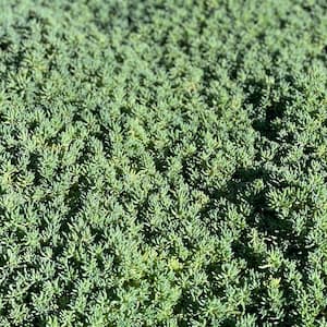 4 in. D x 3.5 in. H Non-Fragrant Sedum Blue Carpet with Pink Flowers (5-Pack)