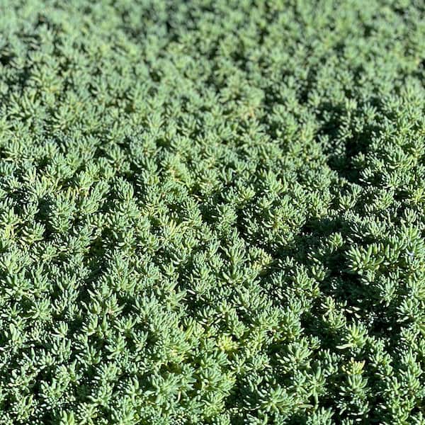 Unbranded Blue Spruce Stonecrop Spreading PlantGreen (5-Pack)
