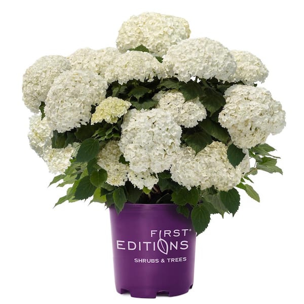 2 Gal. FlowerFull Hydrangea Shrub with White Blooms