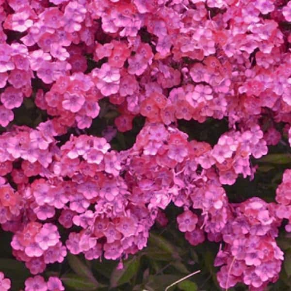 3 Gal. Opening Act Pink-A-Dot Phlox Perennial Plant with Pink