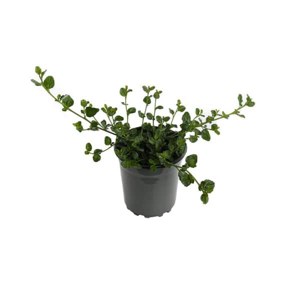 Unbranded #1 Ceanothus Plant