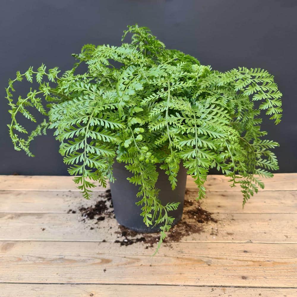 4 in. Austral Gem Fern in Green Planter - Asplenium Parvati