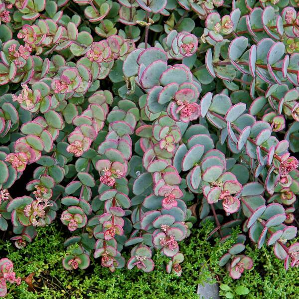 Spring Hill Nurseries 2 in. Pot Blue Creeping Sedum Live Perennial Plant Groundcover with Blue/Green Foliage Edged in Pink