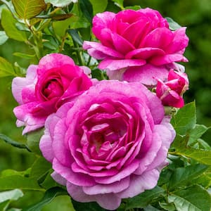 3 Gal. Pot, Perfume Factory Hybrid Tea Rose, Live Potted Flowering Plant (1-Pack)