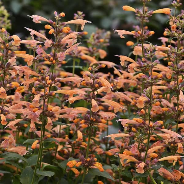 national PLANT NETWORK 3.25 in. 'Mango Tango' Agastache Perennial Plant with Orange Flowers 3-Piece