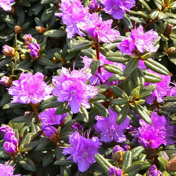 rhododendron viscosum karminduft Rhododendron viscosum 'Karminduft' (Rhododendron viscosum 'Karminduft')  hier günstig kaufen – Mitteldeutsche-Baumschulen main image 1