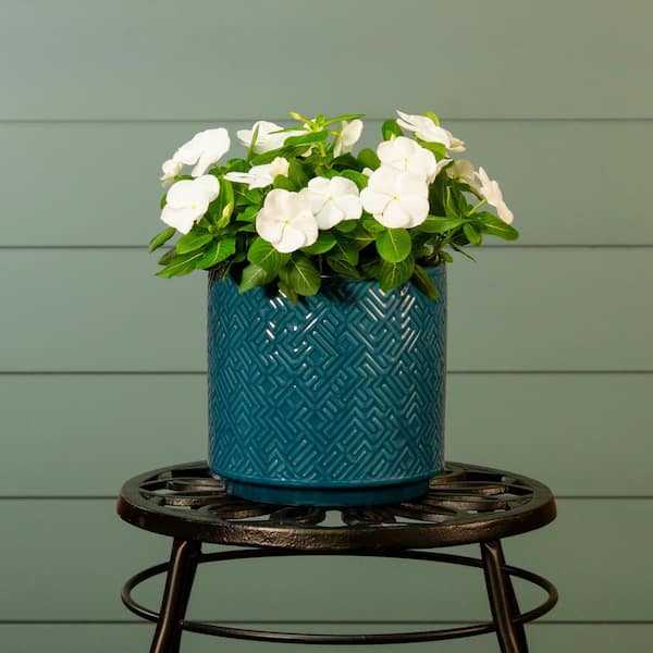 METROLINA GREENHOUSES Vinca Annual Plant (12-Pack) 8430 - The Home