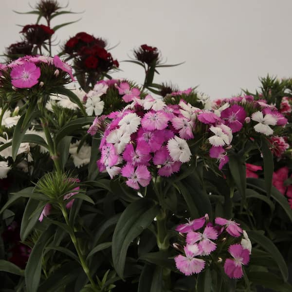 Vigoro 2.6 qt. Dianthus Plant
